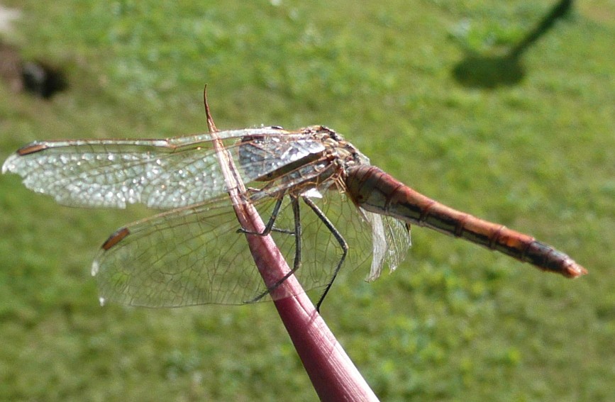Sympetrum fonscolombii femmina